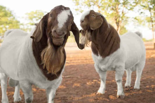 Boar/Kalahari/saneen/savanna goats