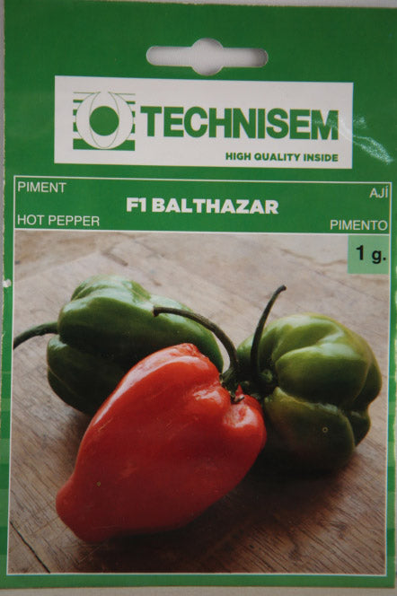 Technisem Hot Pepper F1 Balthazar Pimento