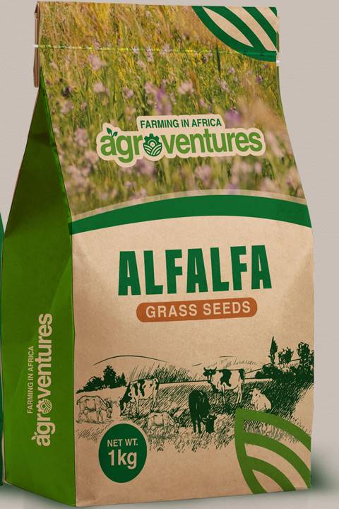 Alfalfa Grass Seeds (1Kg)