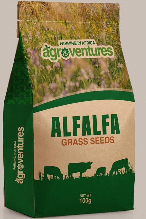 Alfalfa Grass Seeds (100g)