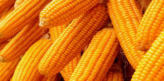 Hybrid Maize(yellow corn)