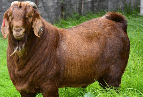 Boar/Kalahari/saneen/savanna goats