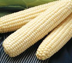 Hybrid Maize(white corn)