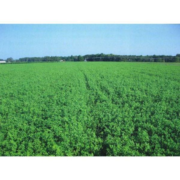 Alfalfa Grass Seeds (500g)