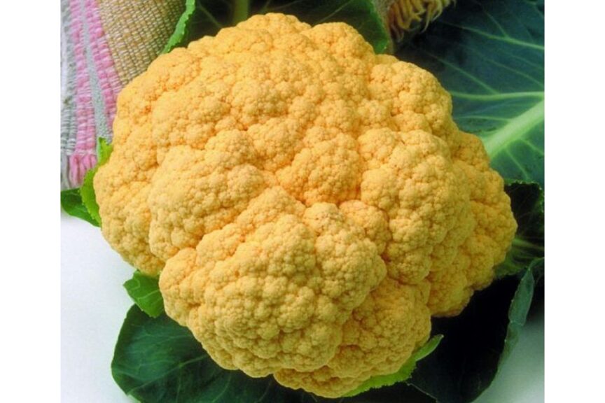 cauliflower seed