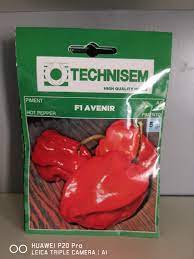 Technisem F1 Avenir hot pepper seeds 1g