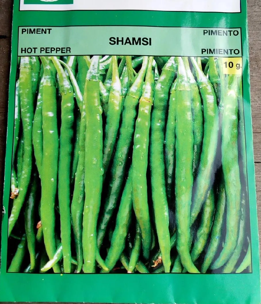 Technisem shamsi hot pepper seeds 10g