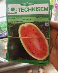 Technisem F1 viking Watermelon seeds 5g